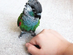 Papugėlių gyvenimas