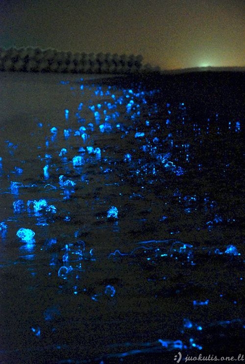 Švytinčios medūzos Japonijoje