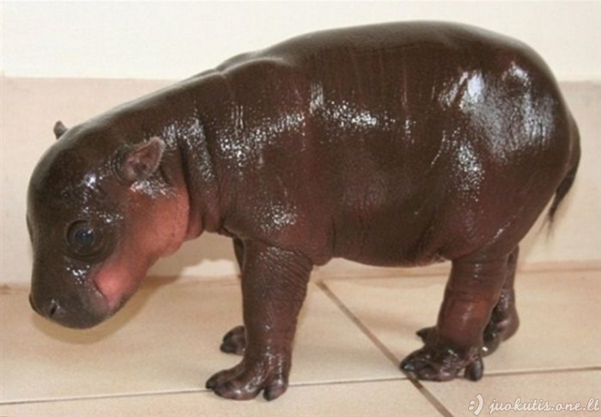 6 dienų hipopotamas
