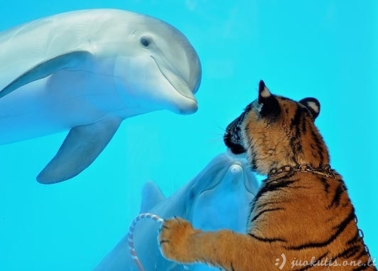 Delfinus supažindino su kitais gyvūnais
