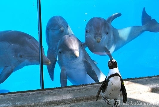 Delfinus supažindino su kitais gyvūnais