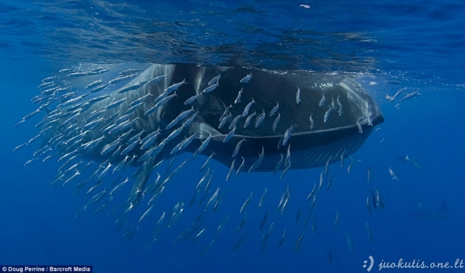 Pietaujantis banginis vos neprarijo fotografo