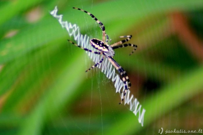 Gražūs voratinkliai