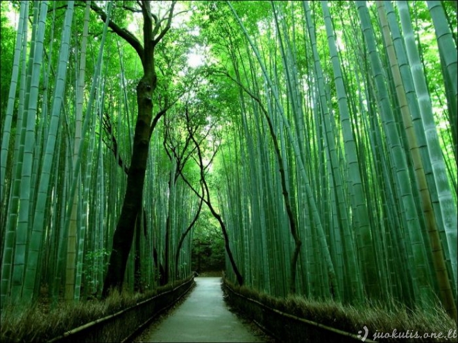 Gražūs bambuko miškai