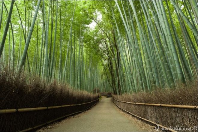 Gražūs bambuko miškai