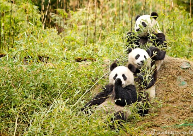 Nerealios pandos