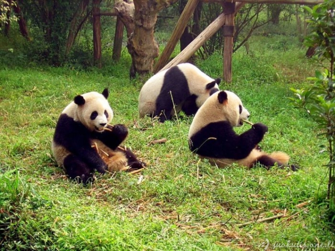 Nerealios pandos