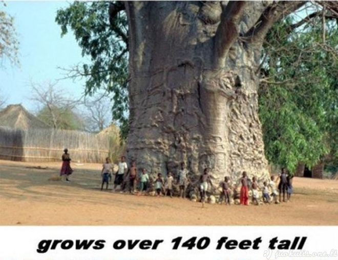 Nuostabūs baobabai
