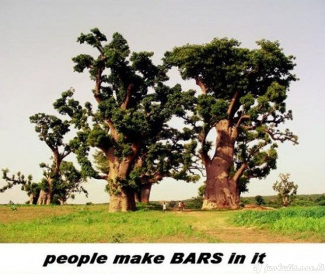 Nuostabūs baobabai