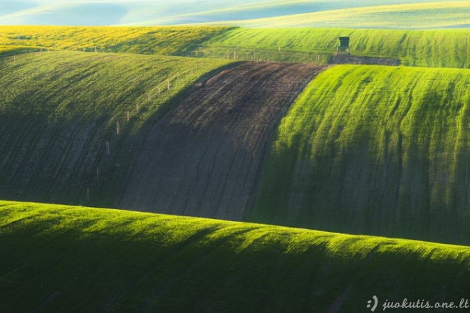 Žalios laukų bangos