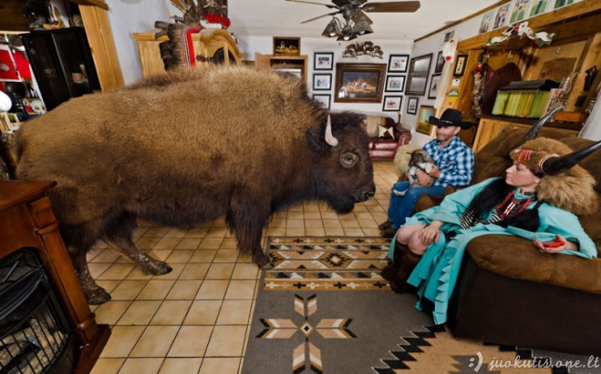 Namuose gyvenantys bizonai