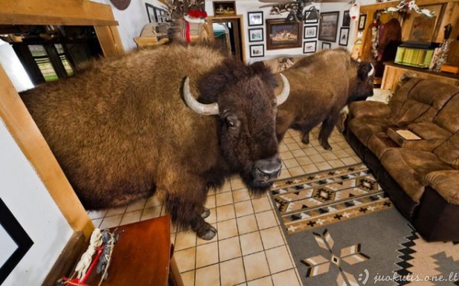 Namuose gyvenantys bizonai