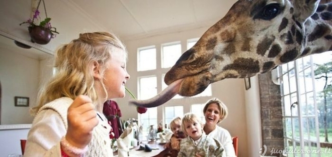 Į svečius užsuko žirafos