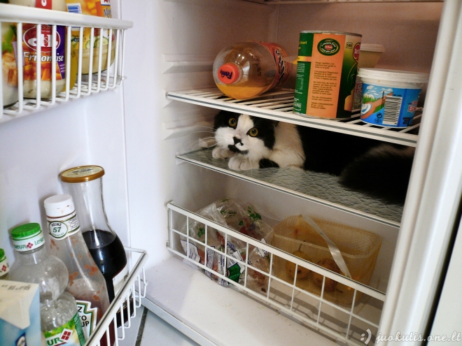Katės šaldytuvuose