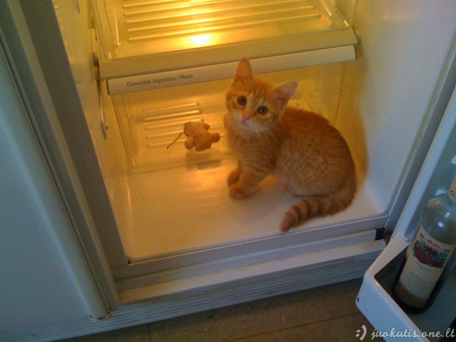 Katės šaldytuvuose