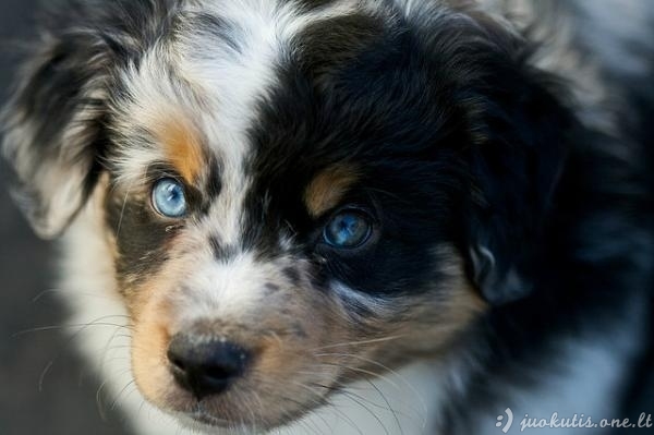 Šunys su heterochromija