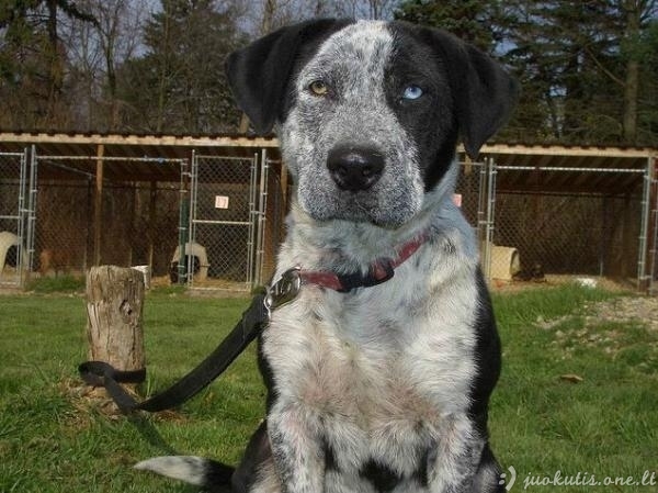 Šunys su heterochromija