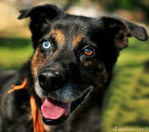 Šunys su heterochromija