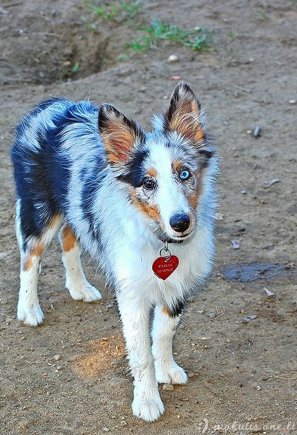 Šunys su heterochromija