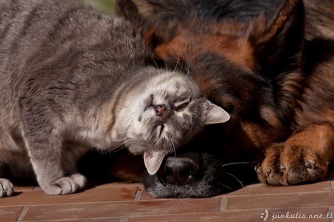 Šuns ir katės draugystė