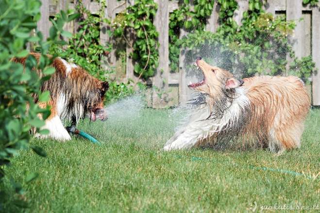 Laimingos grumtynės: šunys prieš vandens purslus