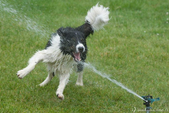 Laimingos grumtynės: šunys prieš vandens purslus