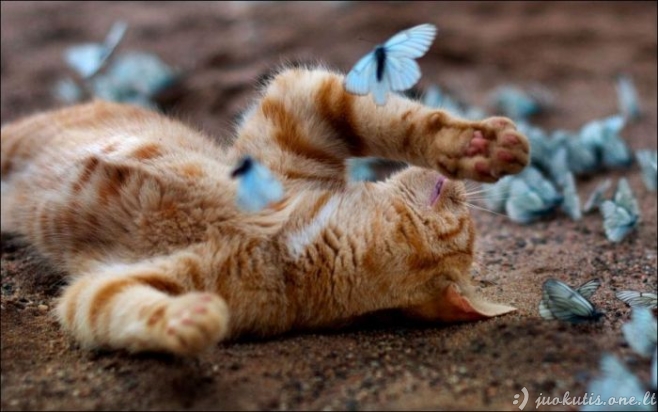 Katinas žaidžia su drugeliais