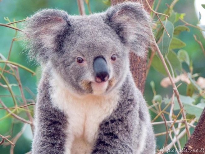 Kaip atrodo šlapia koala