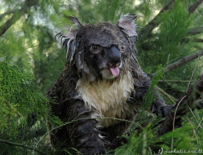 Kaip atrodo šlapia koala