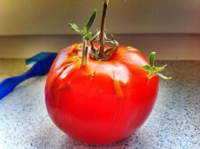 Pamirštas pomidoras