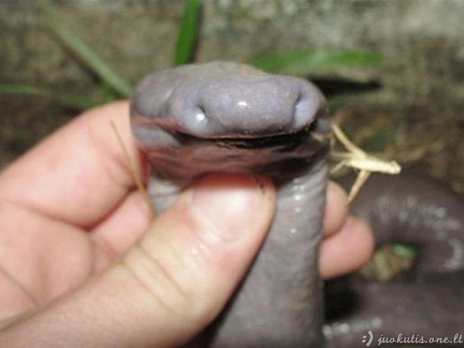 Mokslininkai atrado gyvatę, panašią į penį