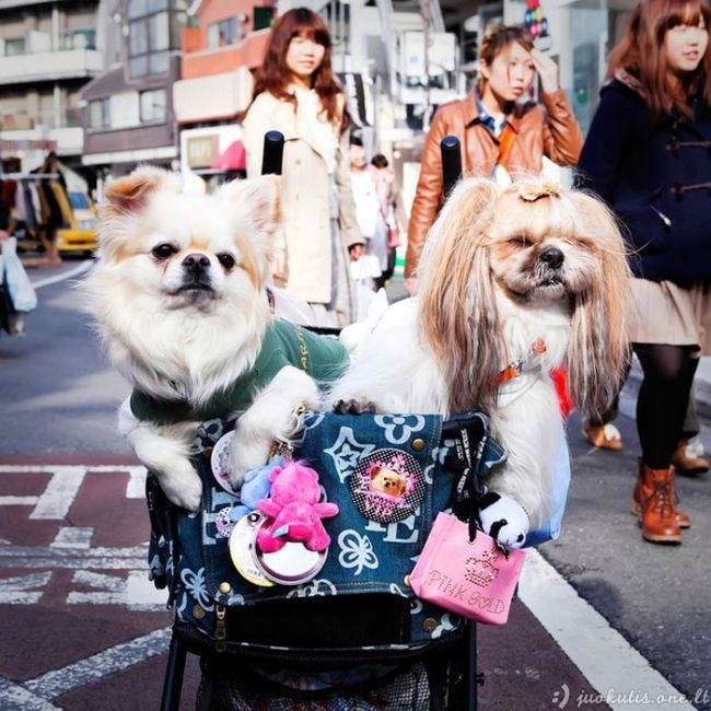Stilingi japonų šunys
