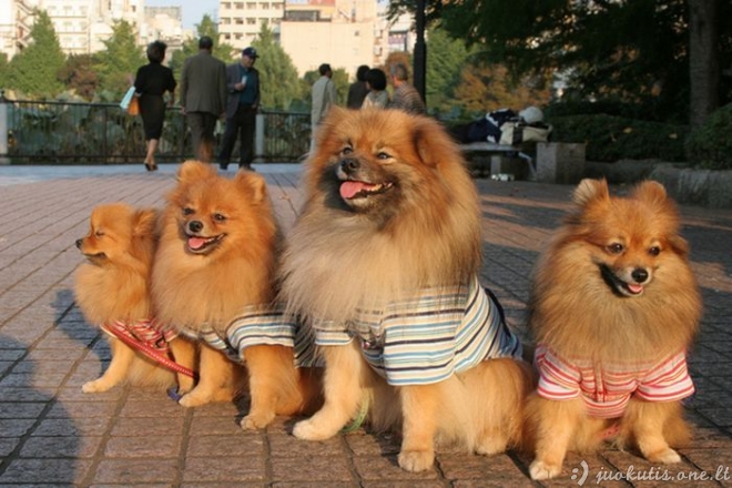 Stilingi japonų šunys