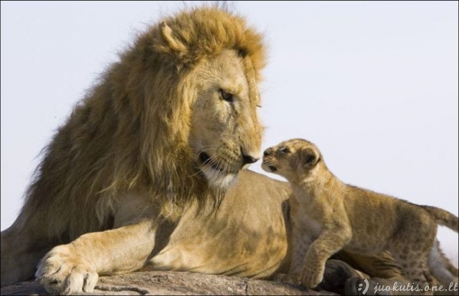 Liūtukai neatstoja nuo savo tėvo