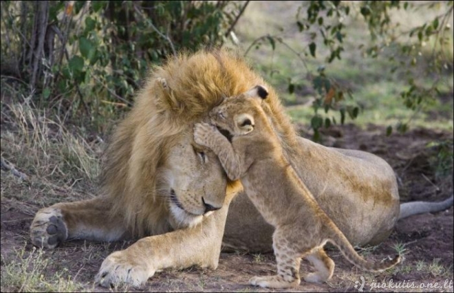 Liūtukai neatstoja nuo savo tėvo