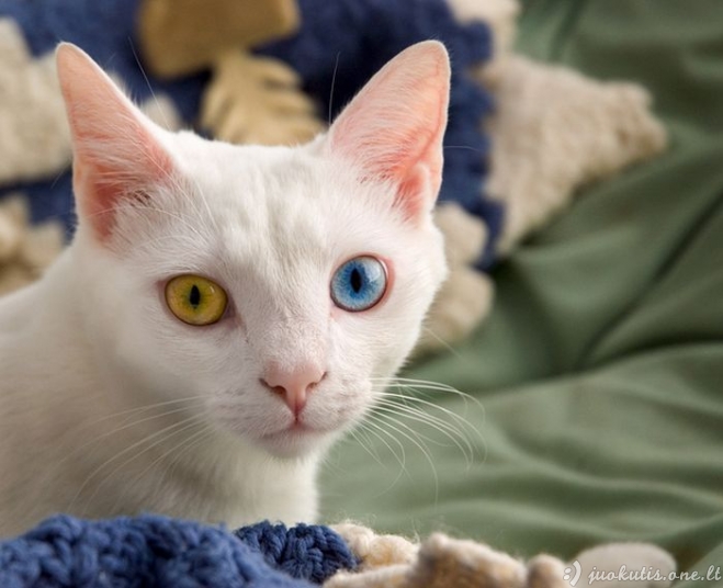 Katės su skirtingų spalvų akimis