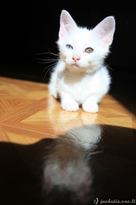 Katės su skirtingų spalvų akimis