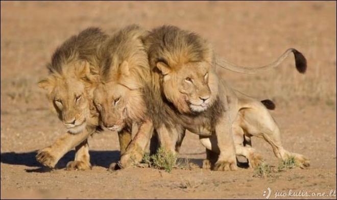 Trys liūtai išėjo iš baro