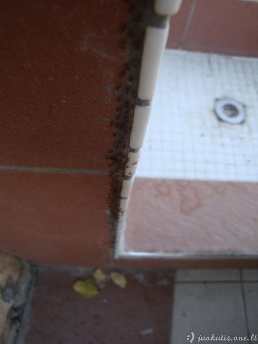 Komandinis skruzdėlių darbas