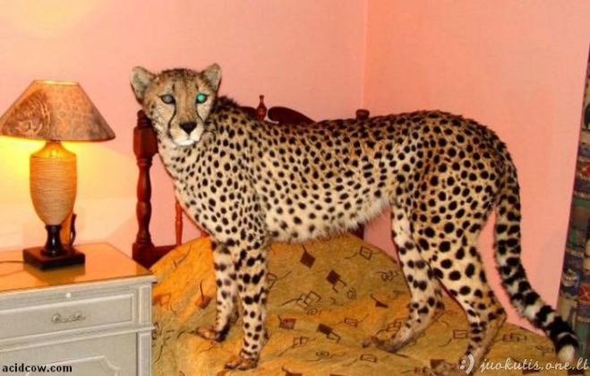 Naminis gepardas
