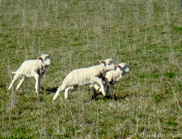 Neįtikėtinai mieli avinėliai