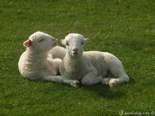 Neįtikėtinai mieli avinėliai