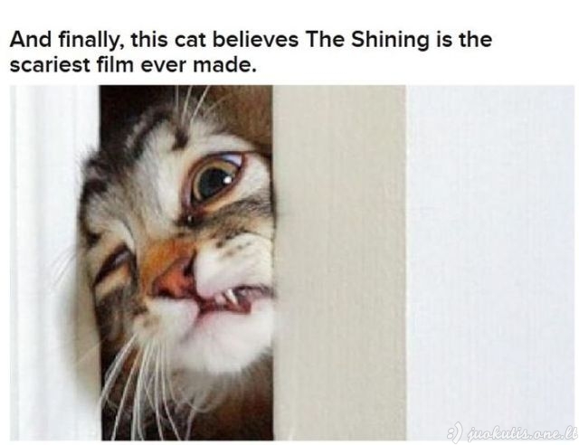 Katės imituoja garsius kino filmus