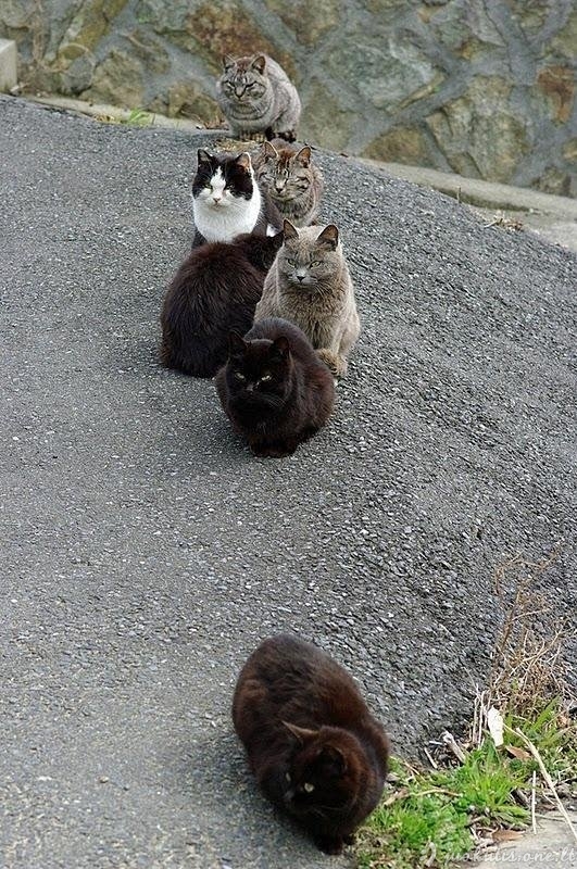 Tashirojima - kačių rojus
