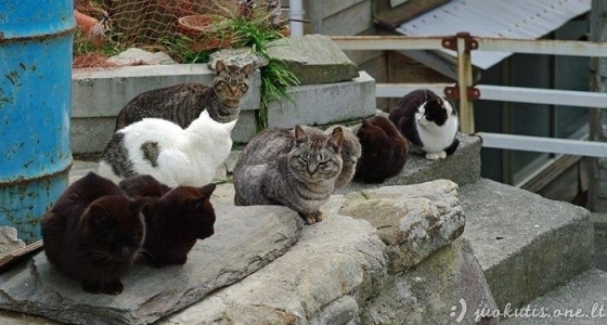 Tashirojima - kačių rojus