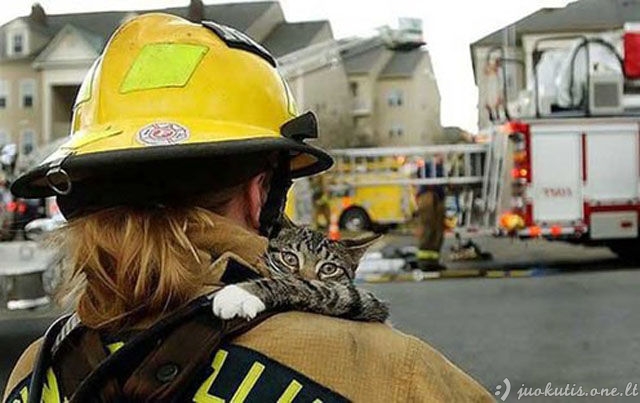 Geriečiai gaisrininkai gelbėja mielus katukus