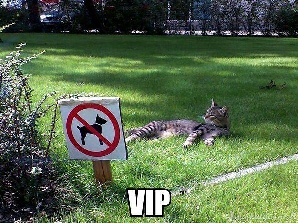 Katiniškas VIP'as