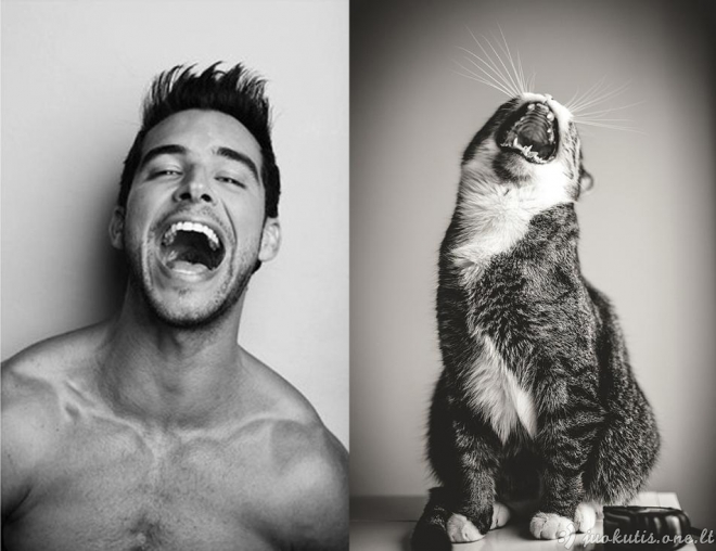 Katės, atrodančios tarsi fotomodeliai
