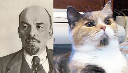 Katės atrodančios kaip diktatoriai