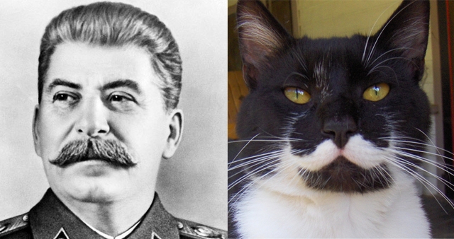 Katės atrodančios kaip diktatoriai